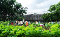 Vườn rau khổng lồ xanh mướt trên mái trường mầm non ở Đồng Nai