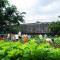Hình ảnh Vườn rau khổng lồ xanh mướt trên mái trường mầm non ở Đồng Nai
